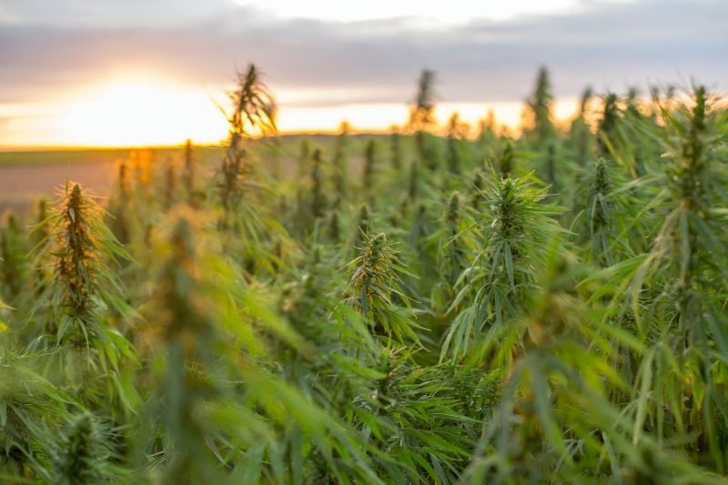 The Environmental Impact of Cannabis Odor Control Practices The Environmental Impact of Cannabis Odor Control Practices